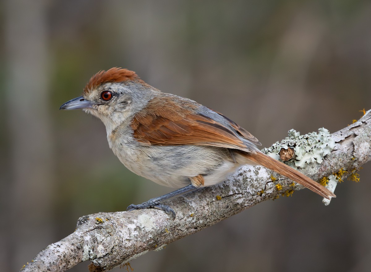 rustvingemaurvarsler - ML644347113