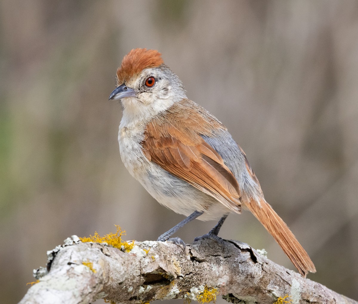 rustvingemaurvarsler - ML644347114