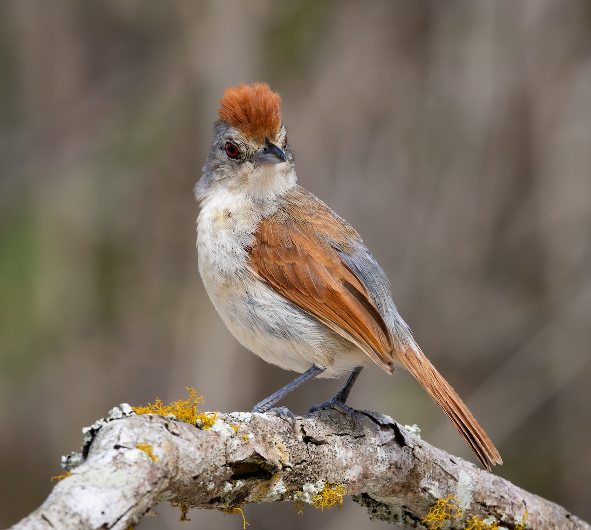 rustvingemaurvarsler - ML644347115