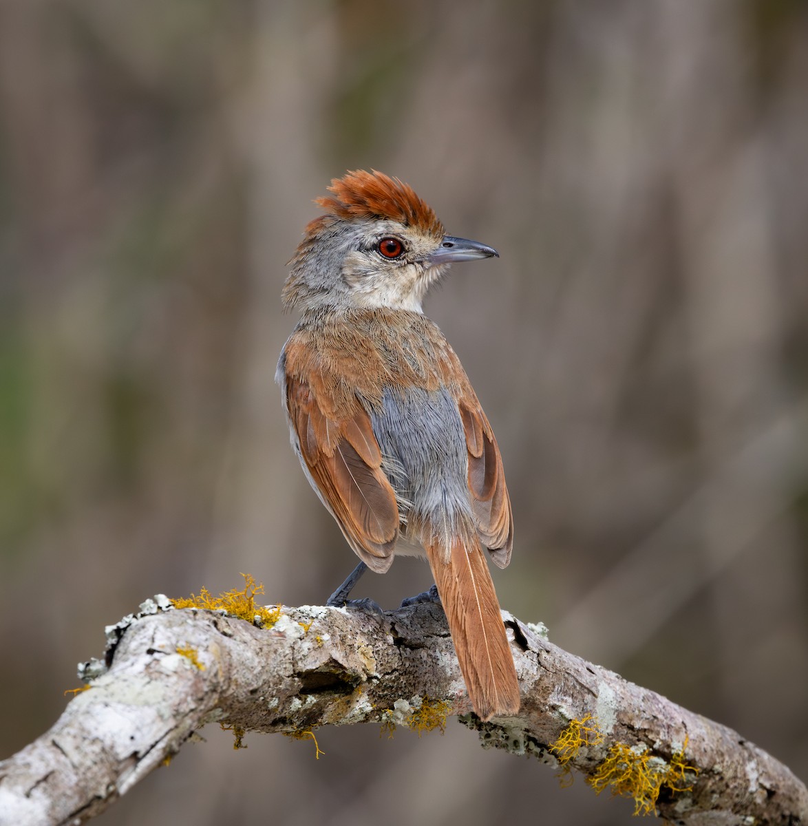 rustvingemaurvarsler - ML644347116