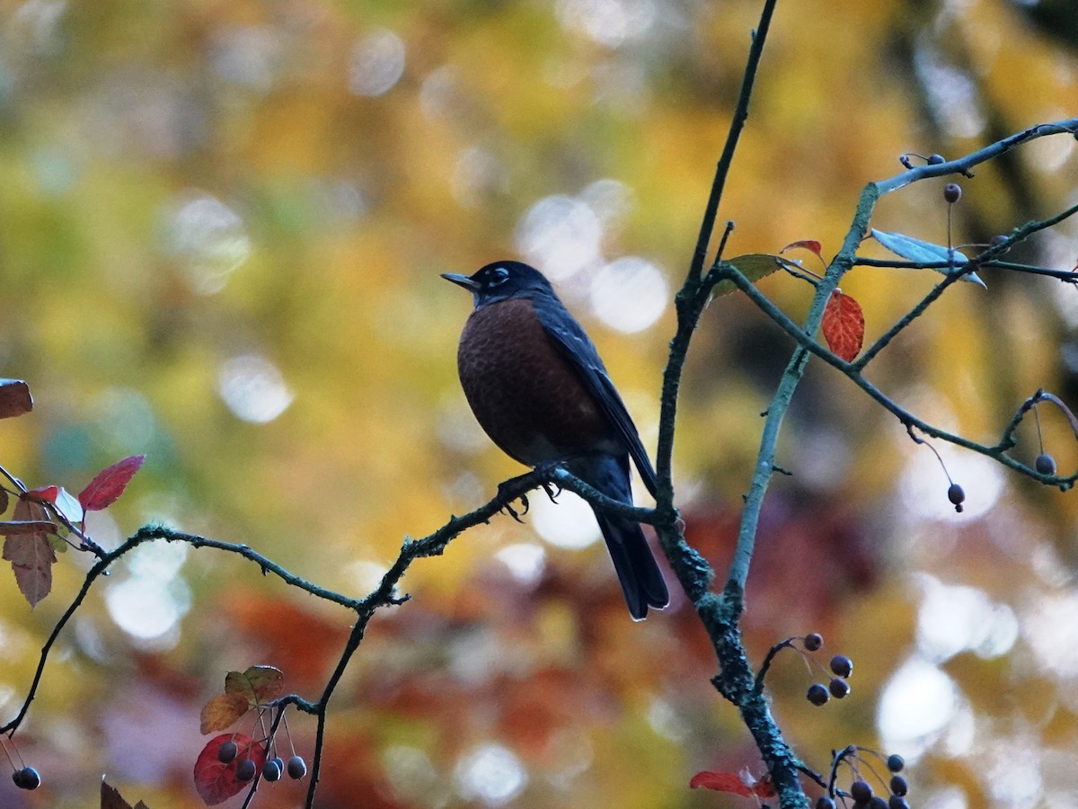 American Robin - ML644347117