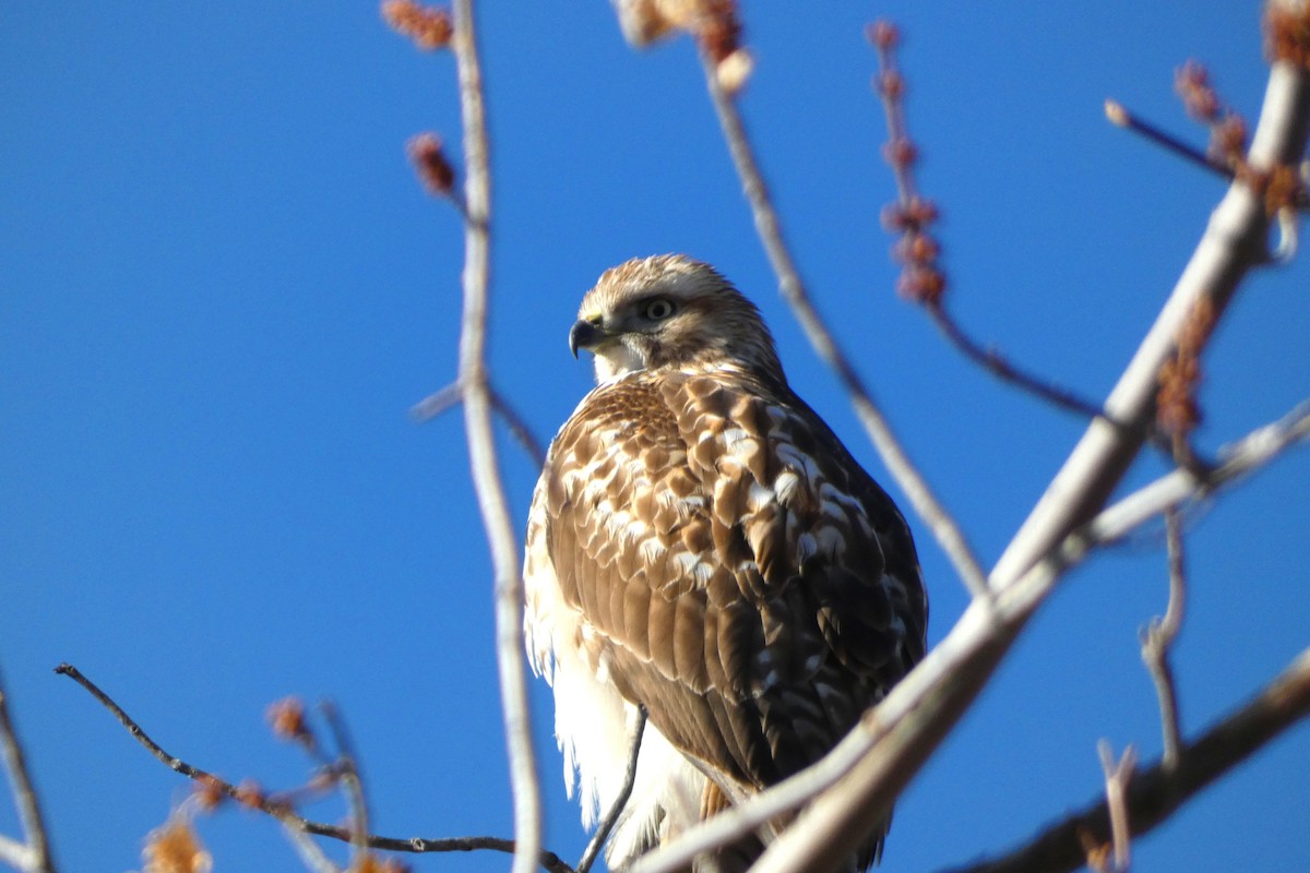 Канюк неоарктичний - ML644347120