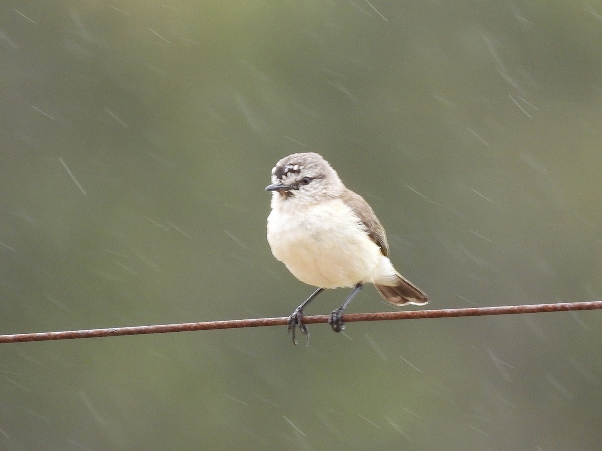 Yellow-rumped Thornbill - ML644347123