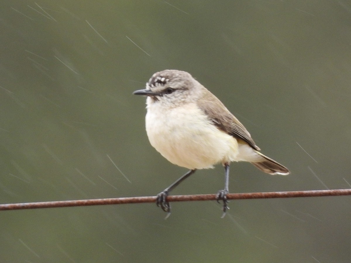 Yellow-rumped Thornbill - ML644347124