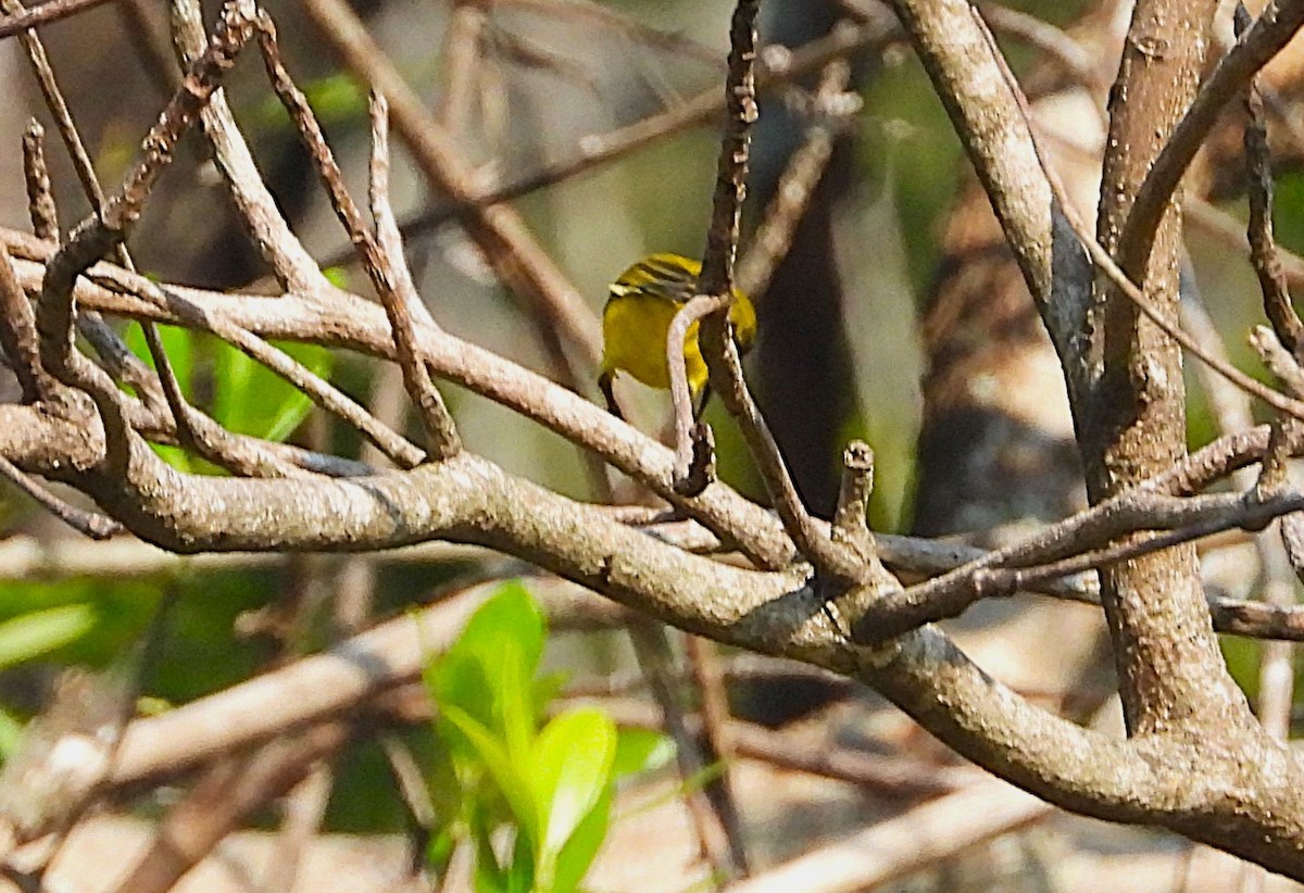 Sahul Sunbird - ML644347133