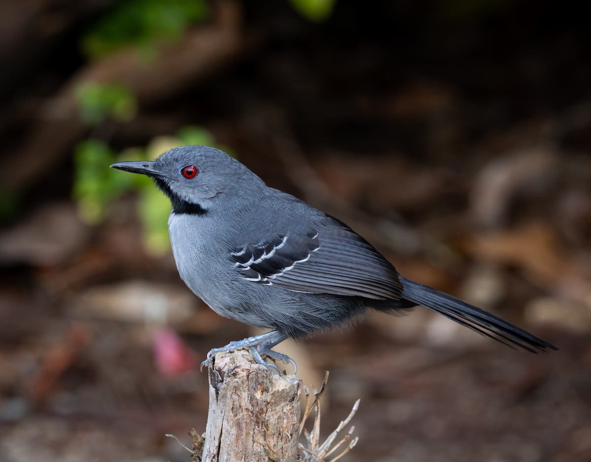 skifergloøye - ML644347136