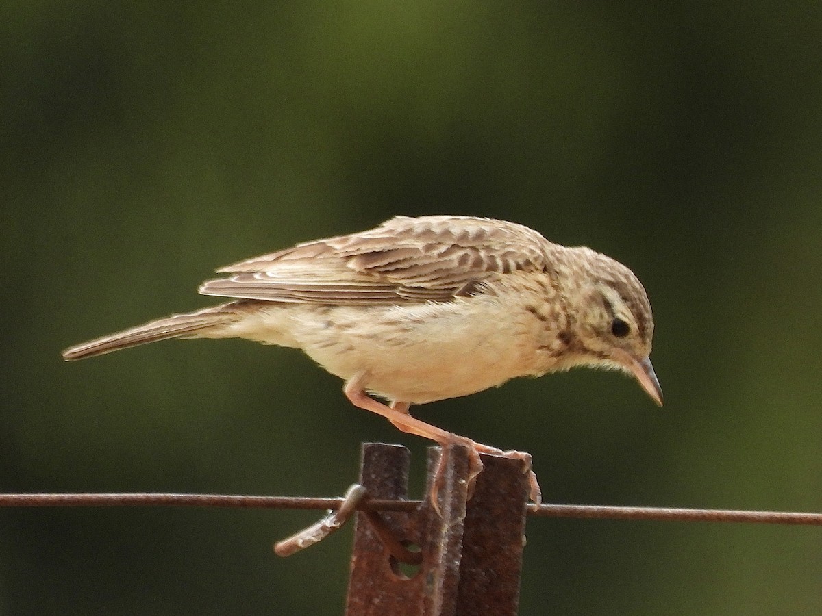 Australian Pipit - ML644347142