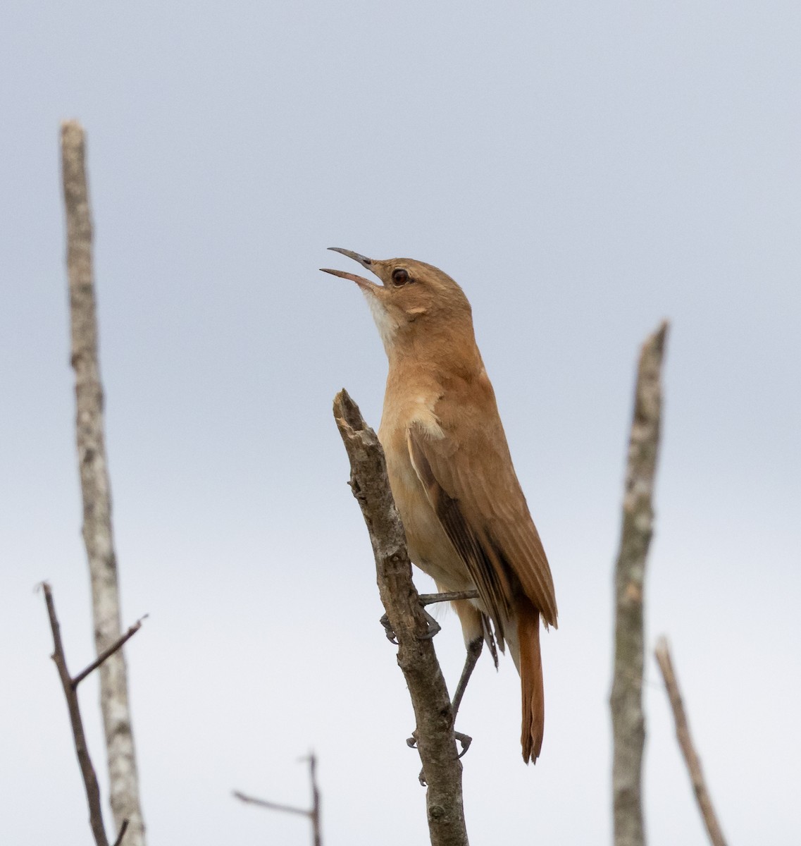 haciendaovnfugl - ML644347143