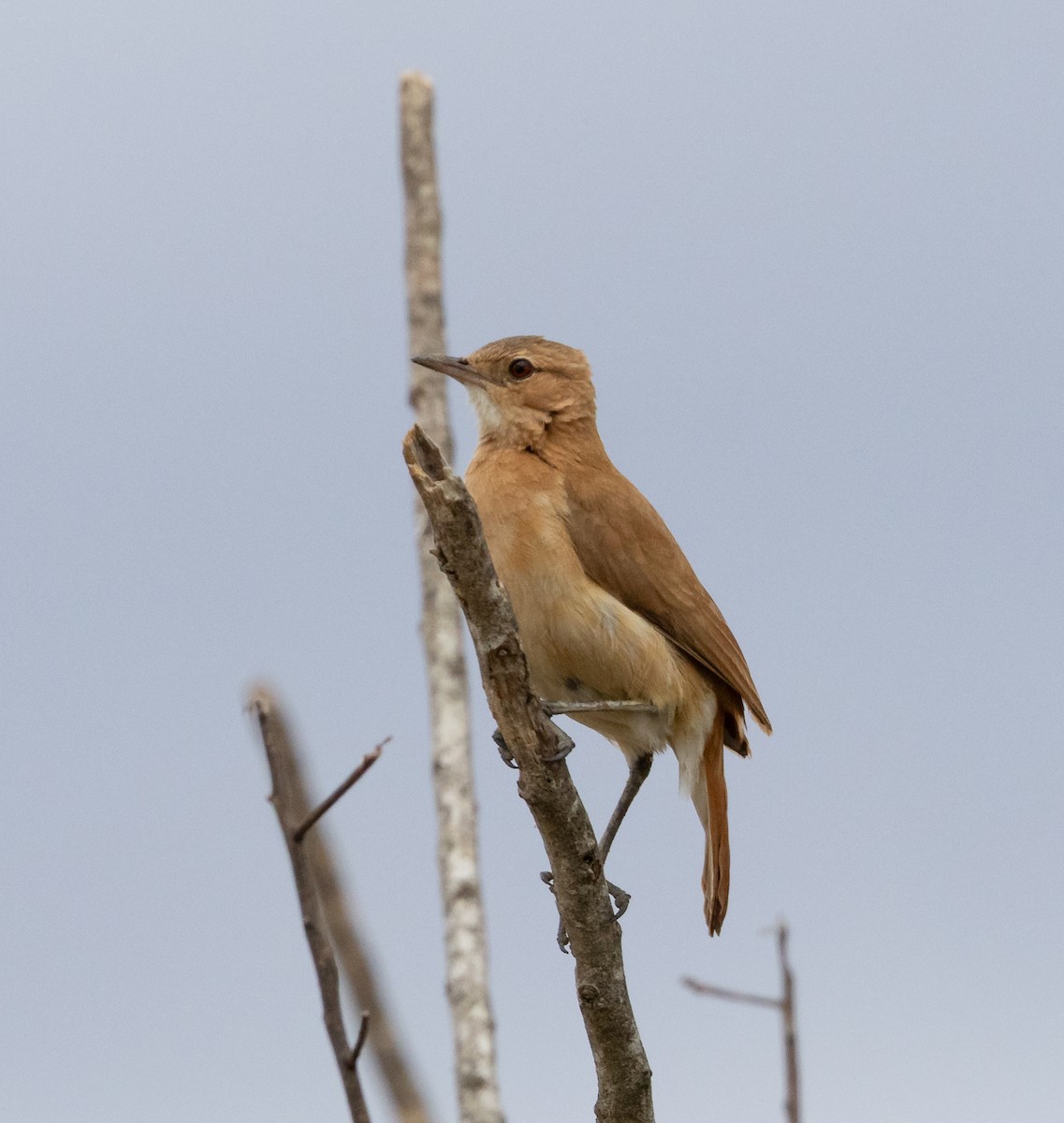 haciendaovnfugl - ML644347144