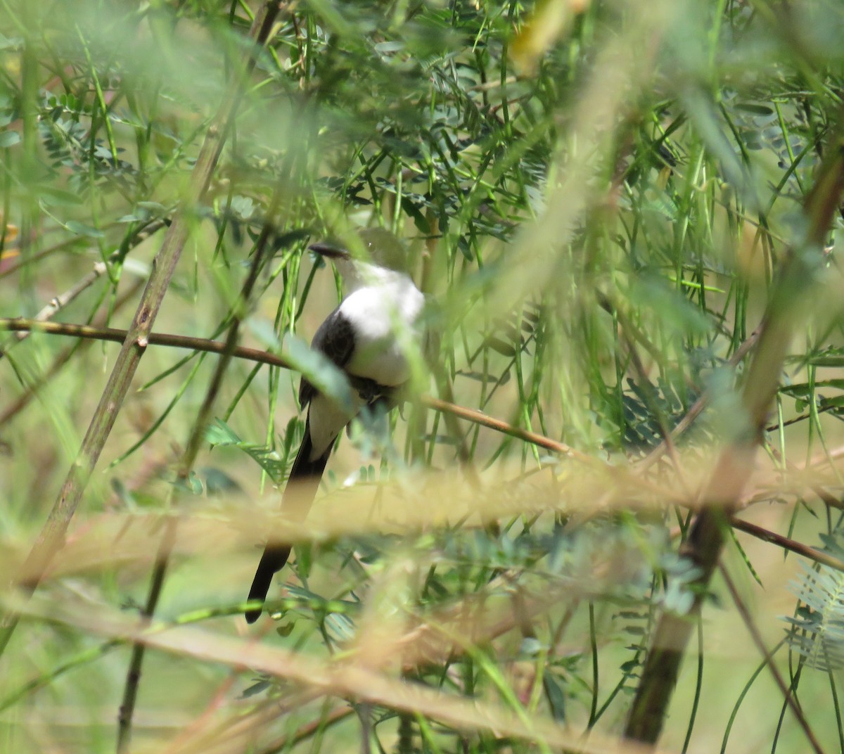 Fork-tailed Flycatcher - ML644347149
