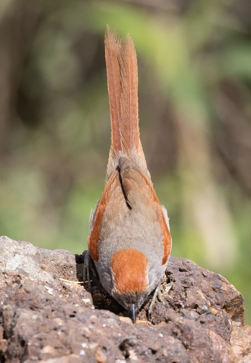 sotpannepiggstjert - ML644347150