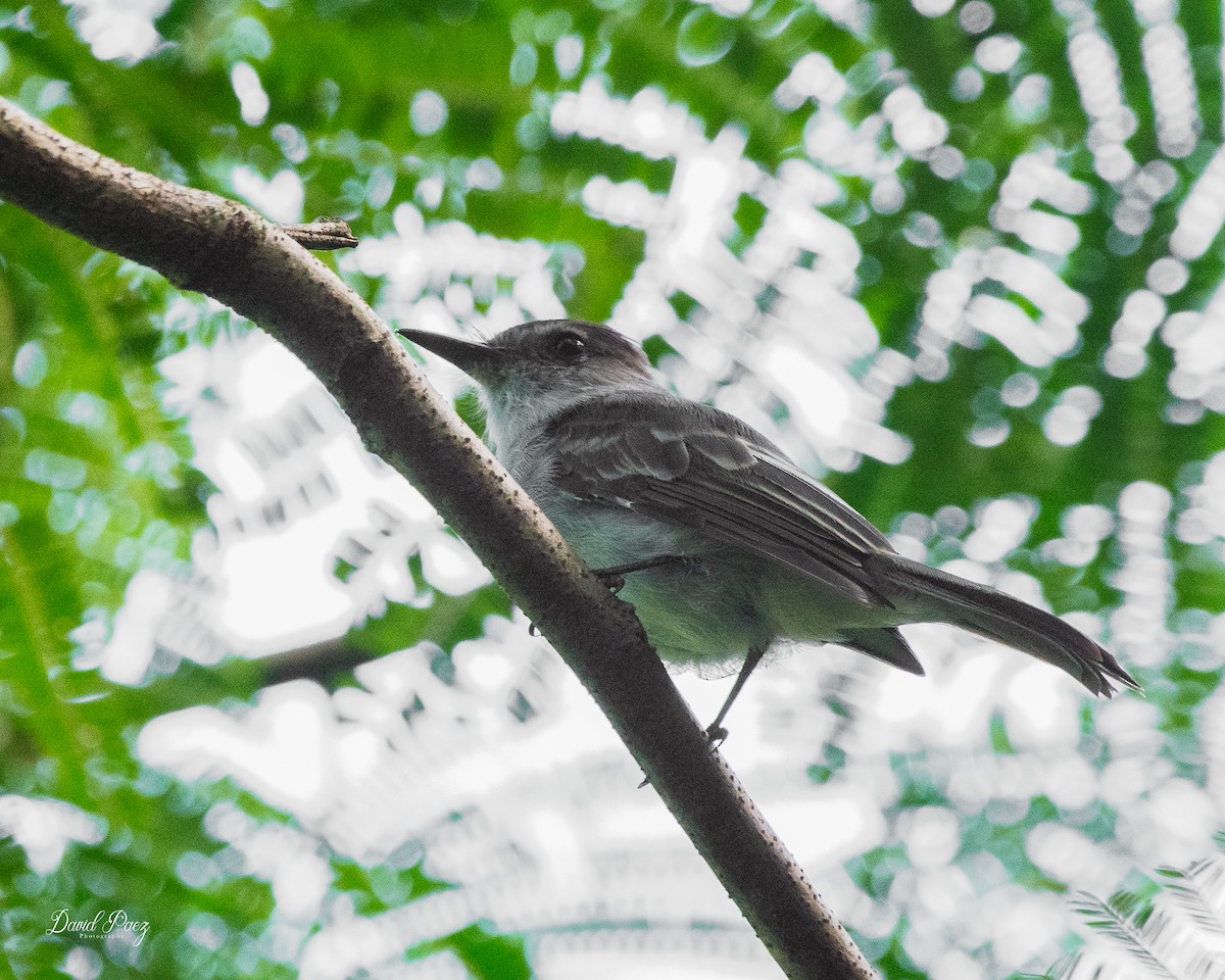 La Sagra's Flycatcher - ML644347156