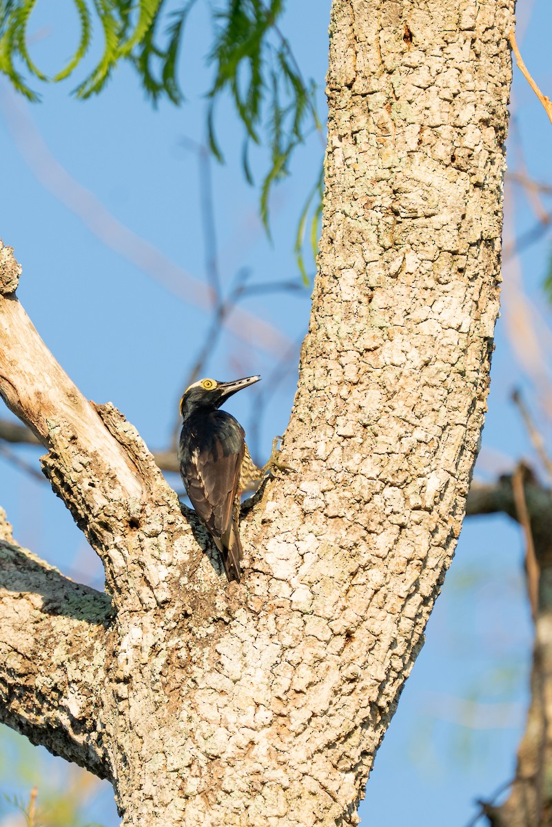 Pic à chevron d'or - ML644347159