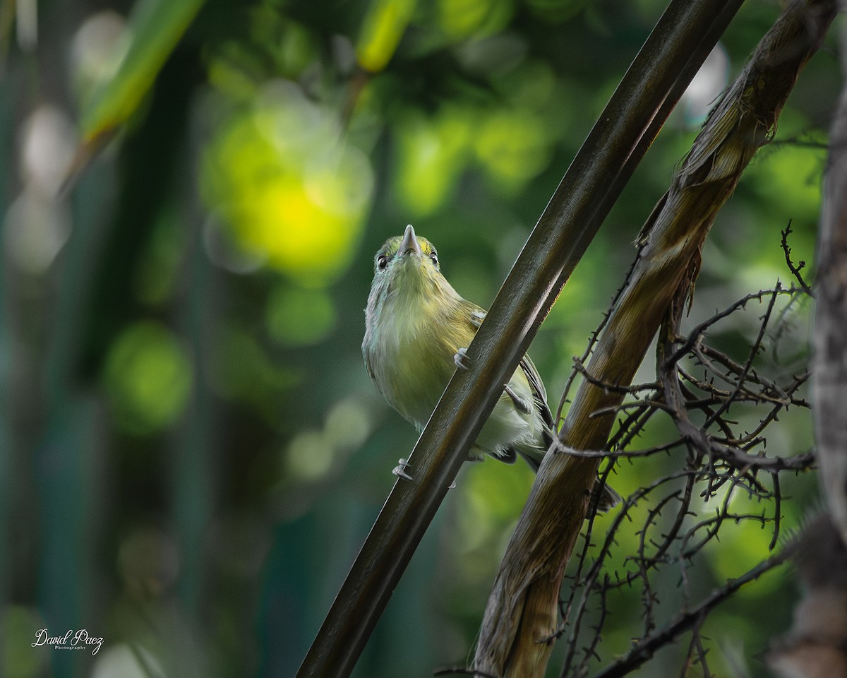 Thick-billed Vireo - ML644347160