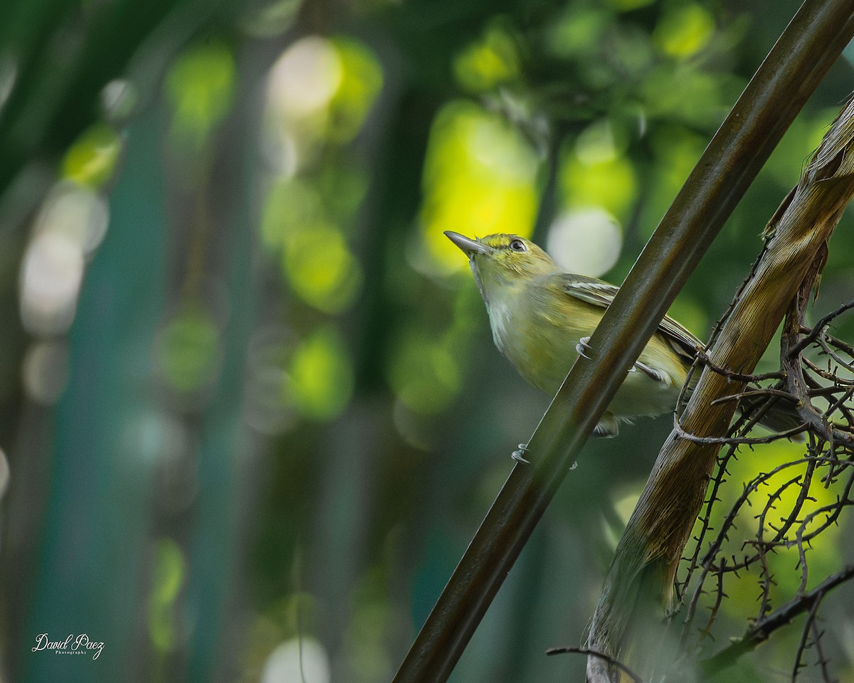 Thick-billed Vireo - ML644347161