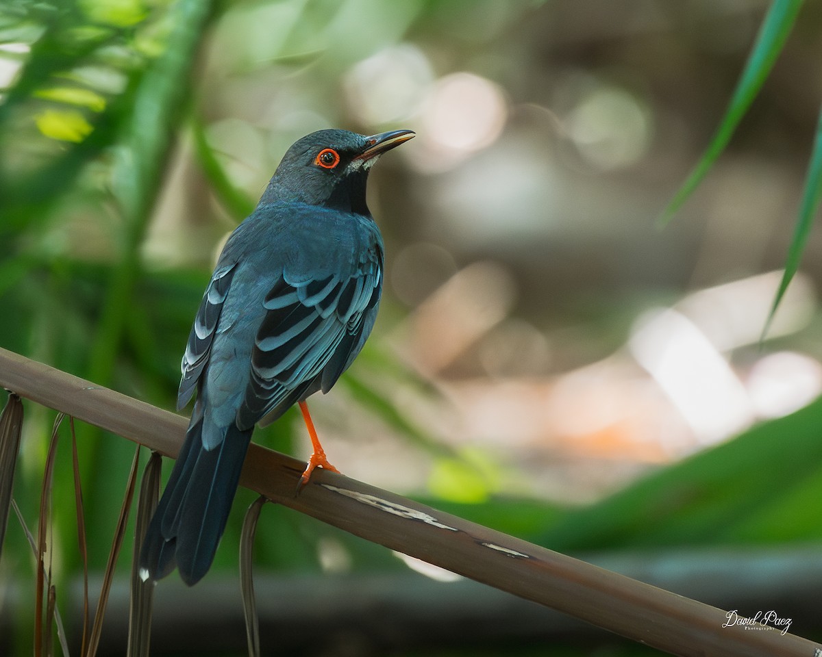 Western Red-legged Thrush - ML644347162