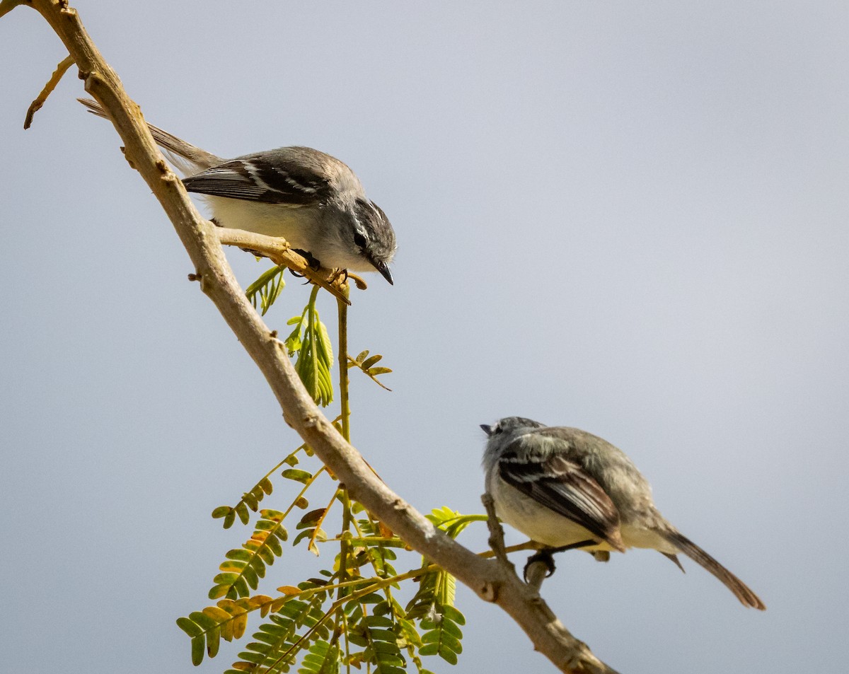 hvitissetyrannulett - ML644347163