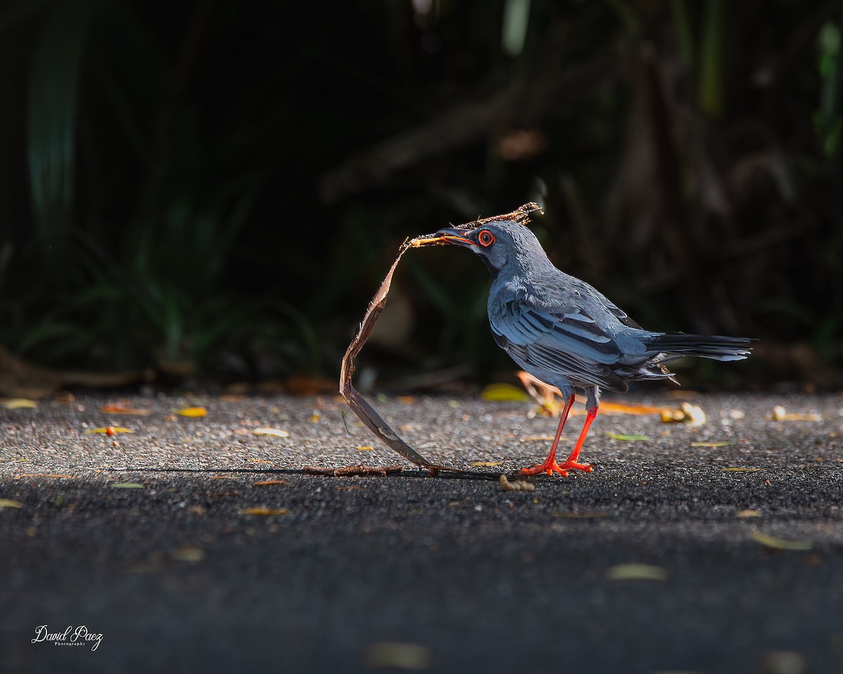 Western Red-legged Thrush - ML644347164