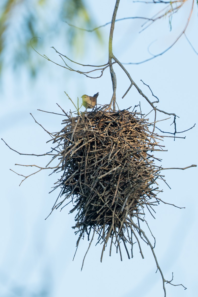 Rusty-backed Spinetail - ML644347168