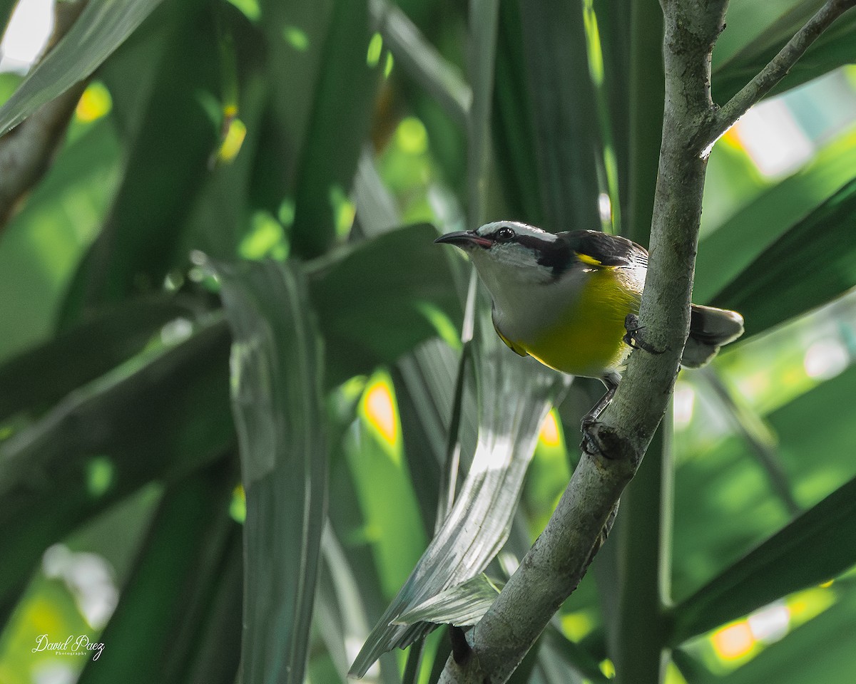 Sucrier à ventre jaune - ML644347169
