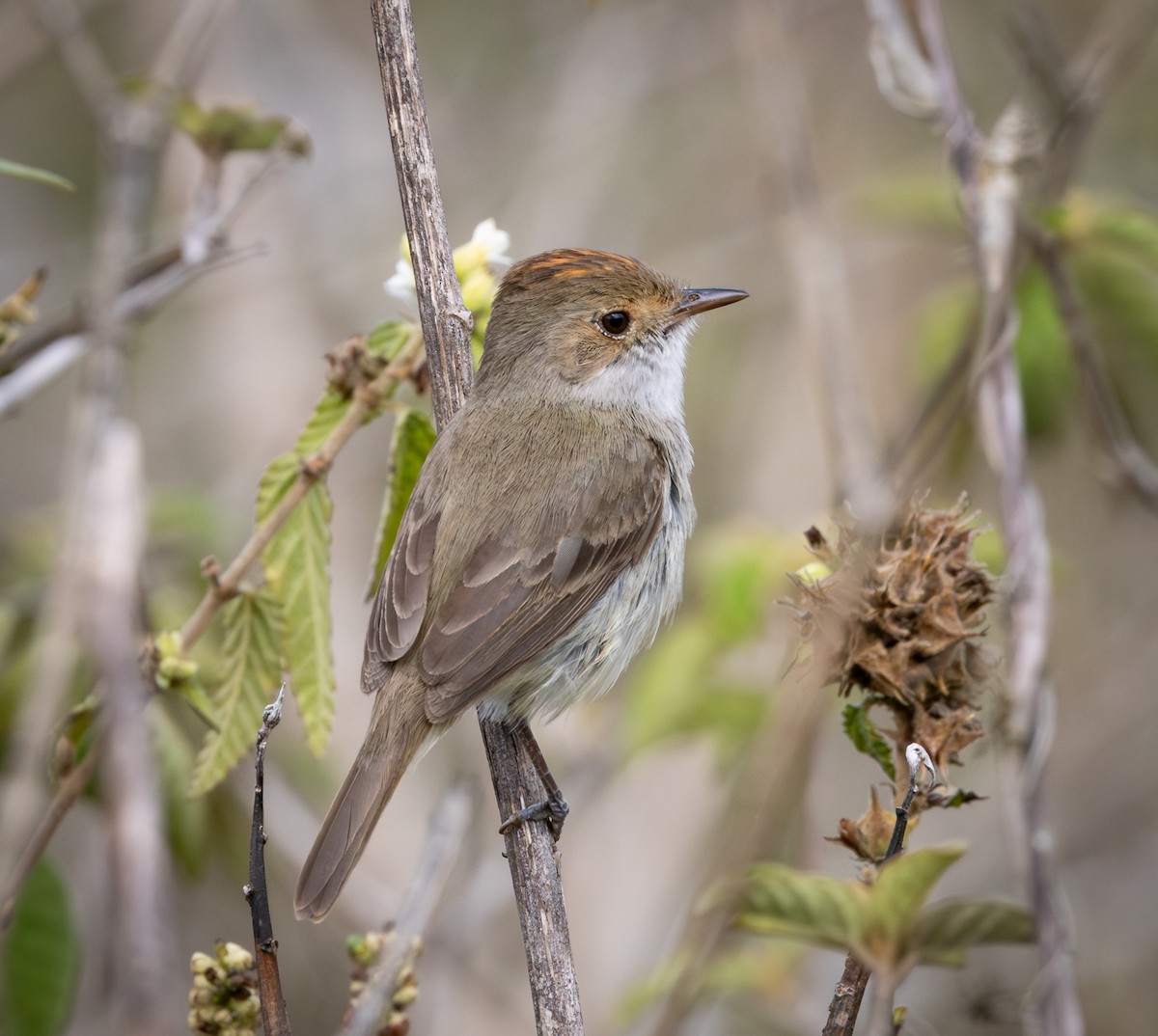 blekpygmétyrann - ML644347170