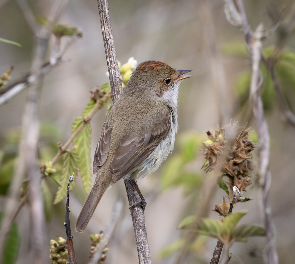 blekpygmétyrann - ML644347171