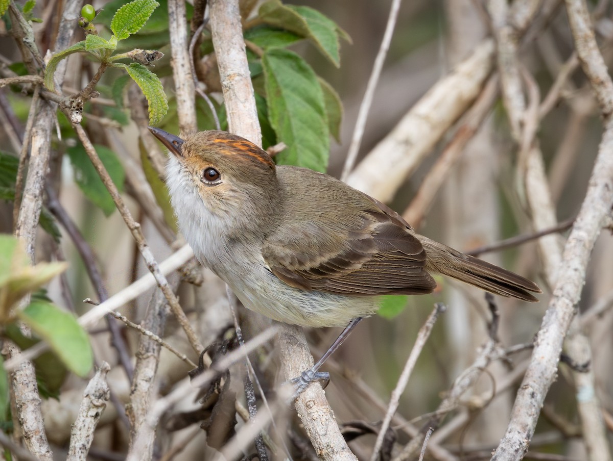 blekpygmétyrann - ML644347172