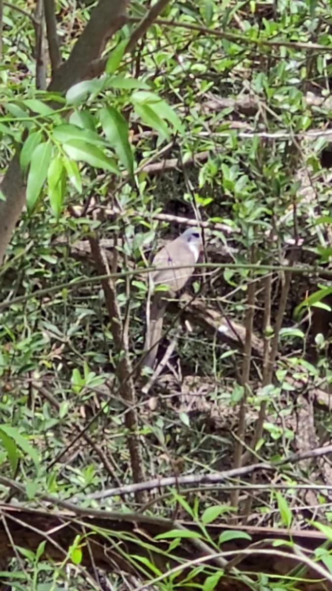 Кукліло бурий - ML644347174