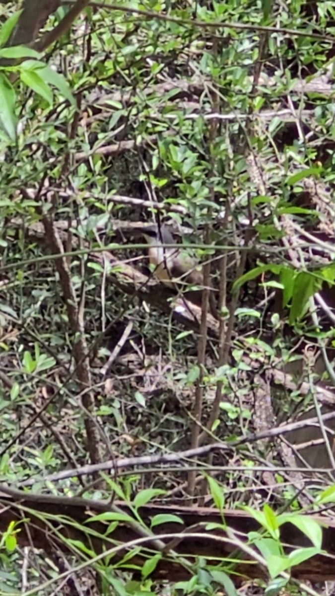 Кукліло бурий - ML644347175