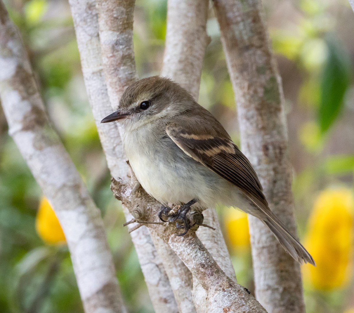 bruntyrann - ML644347177