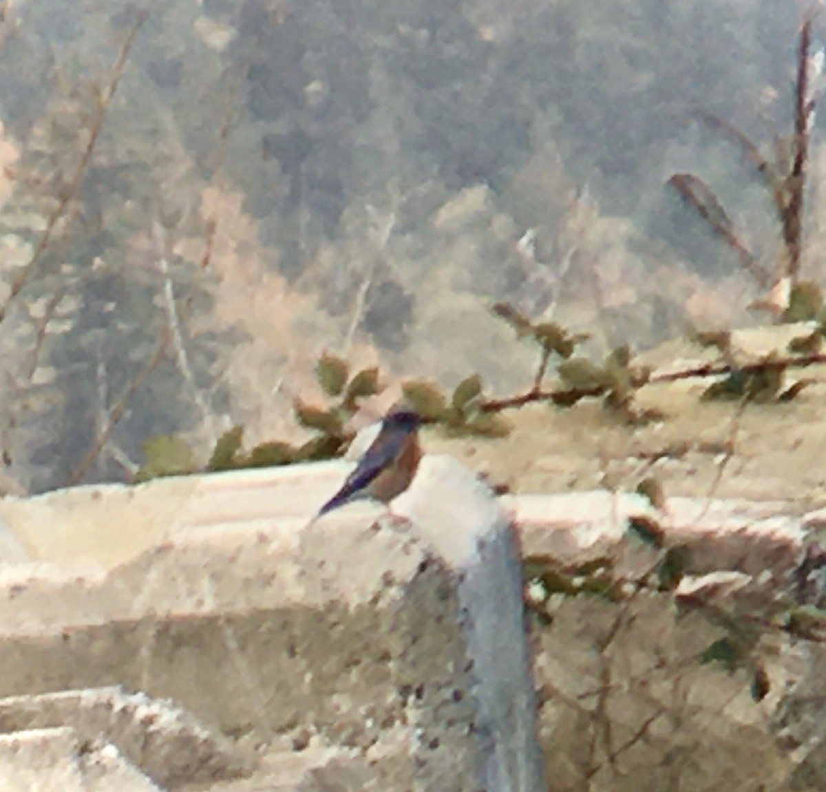 Western Bluebird - ML644347181