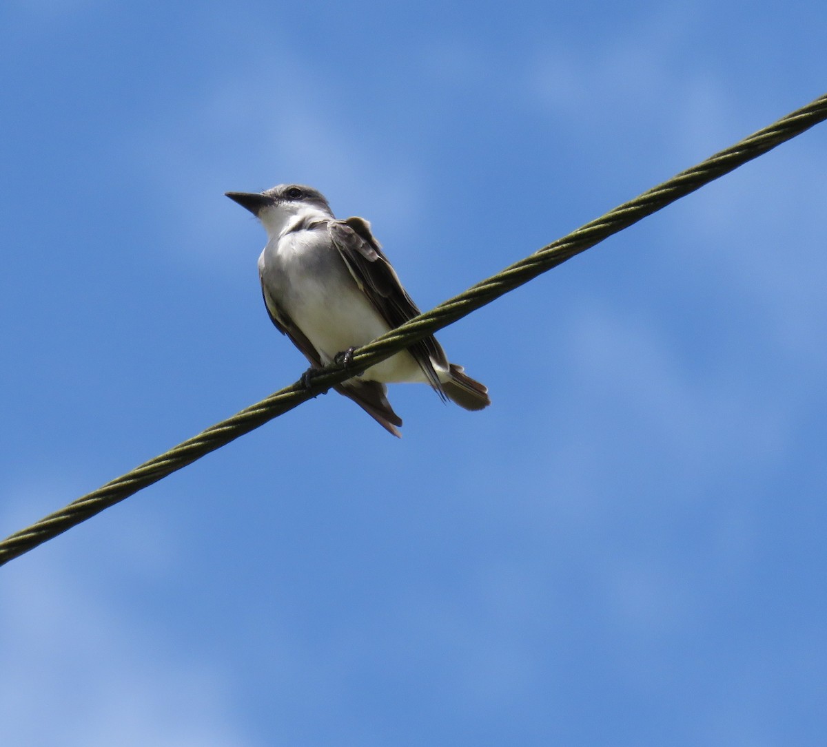 Gray Kingbird - ML644347182