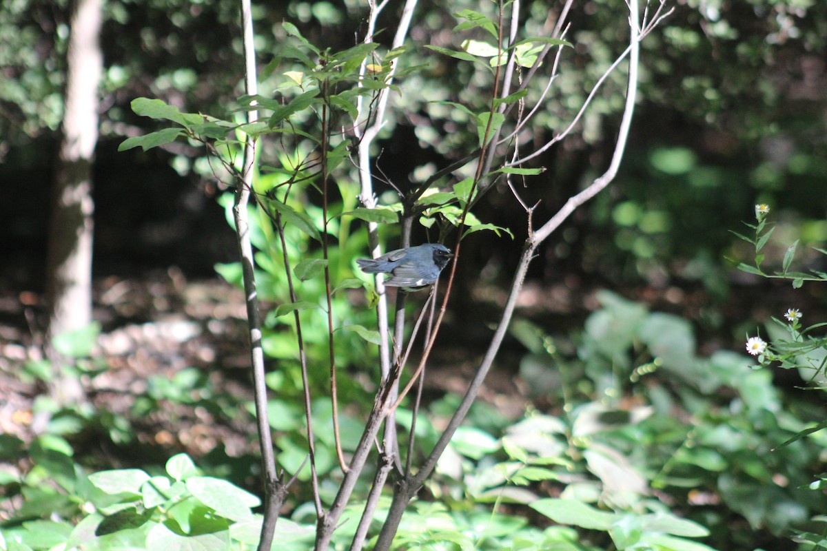 Black-throated Blue Warbler - ML644347187