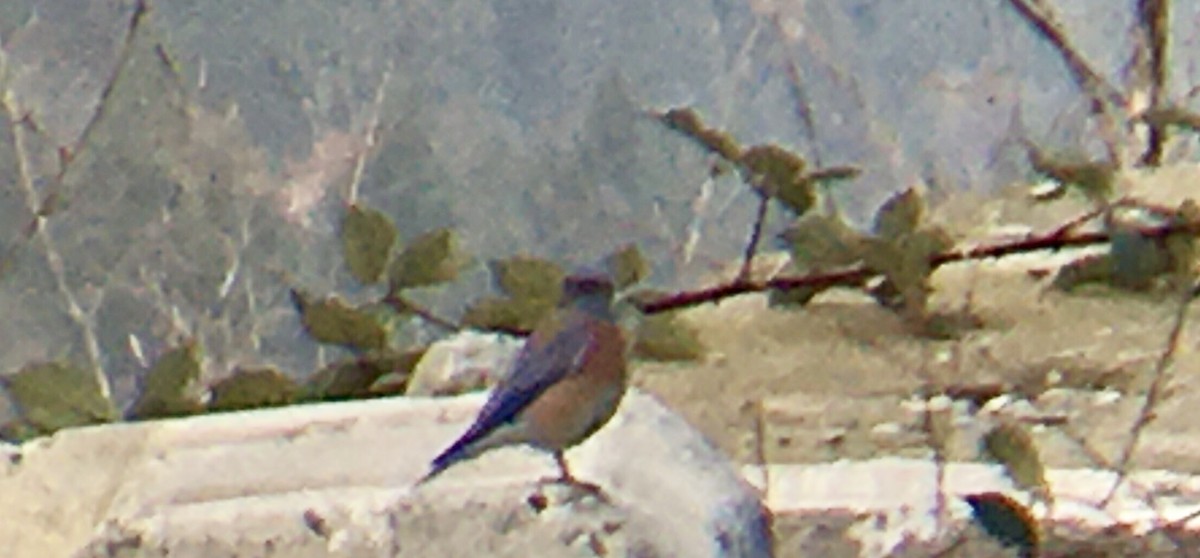 Western Bluebird - ML644347188