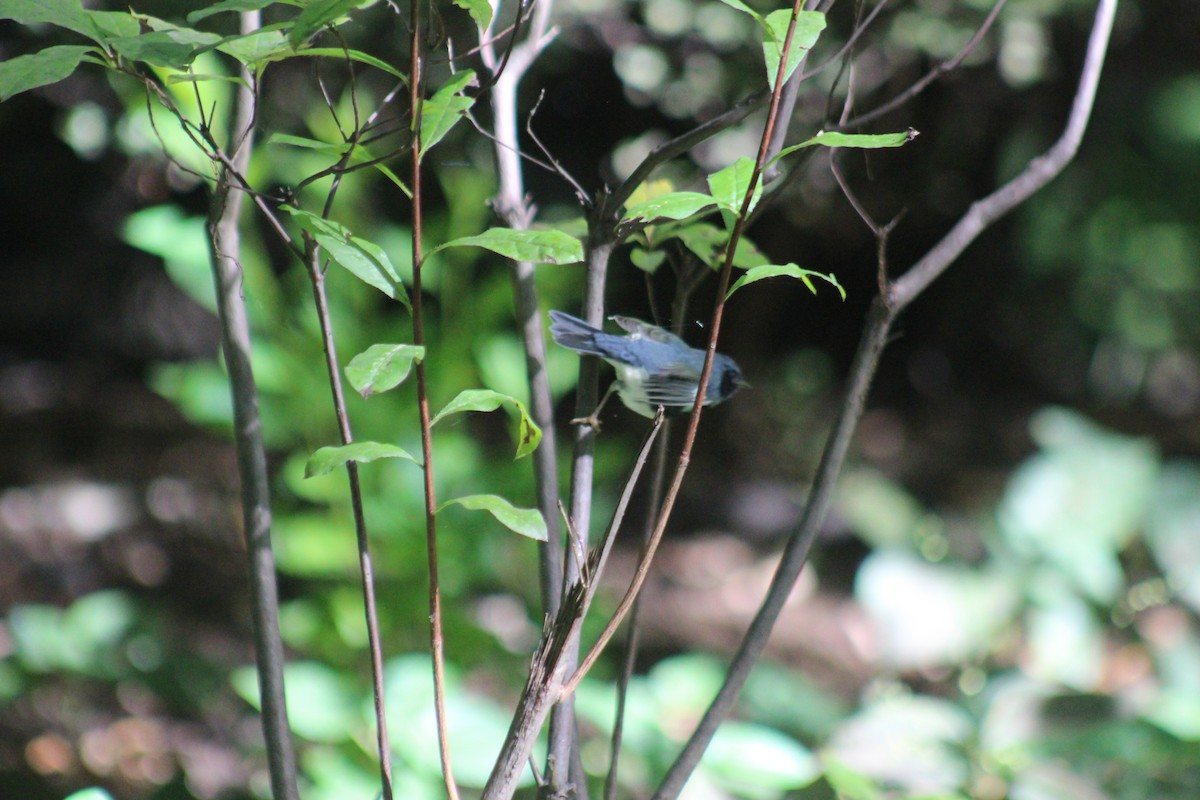 Black-throated Blue Warbler - ML644347189