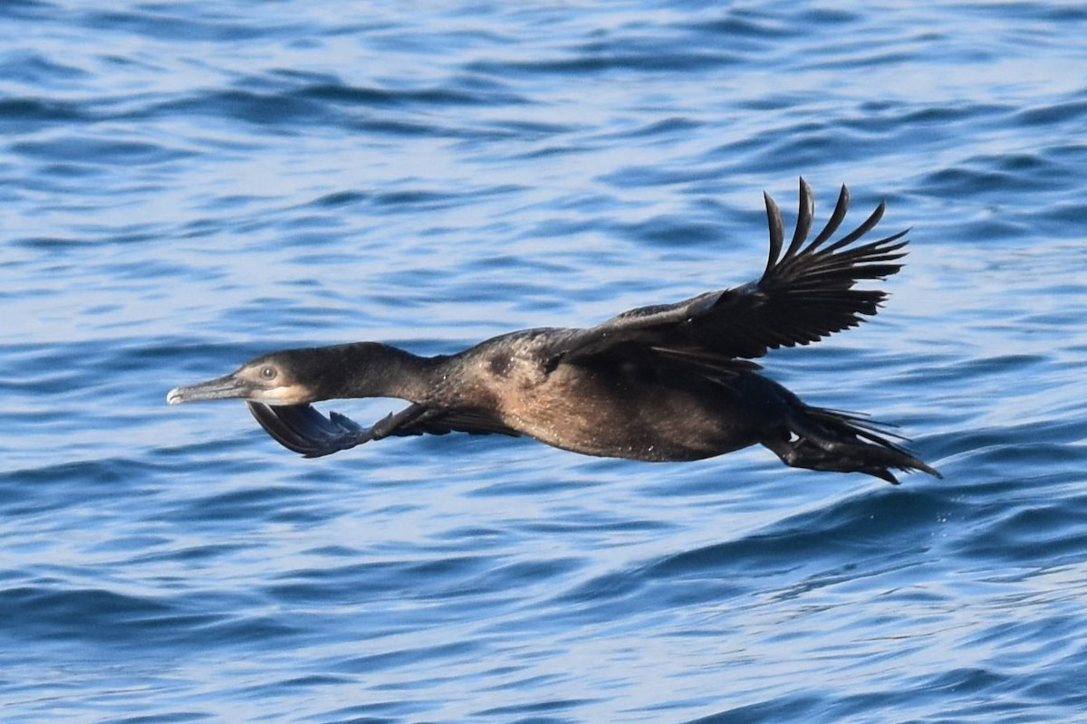 Brandt's Cormorant - ML644347190