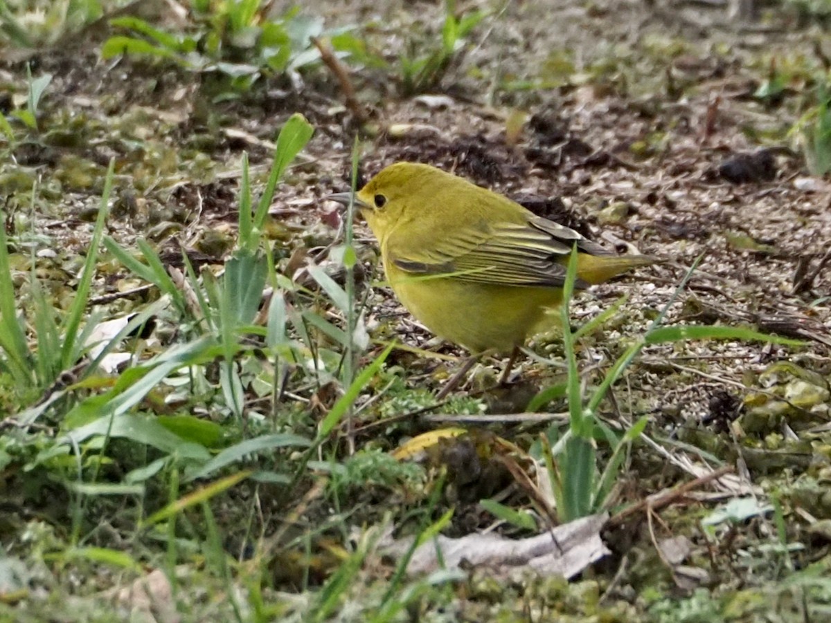 Sarı Ötleğen - ML644347196