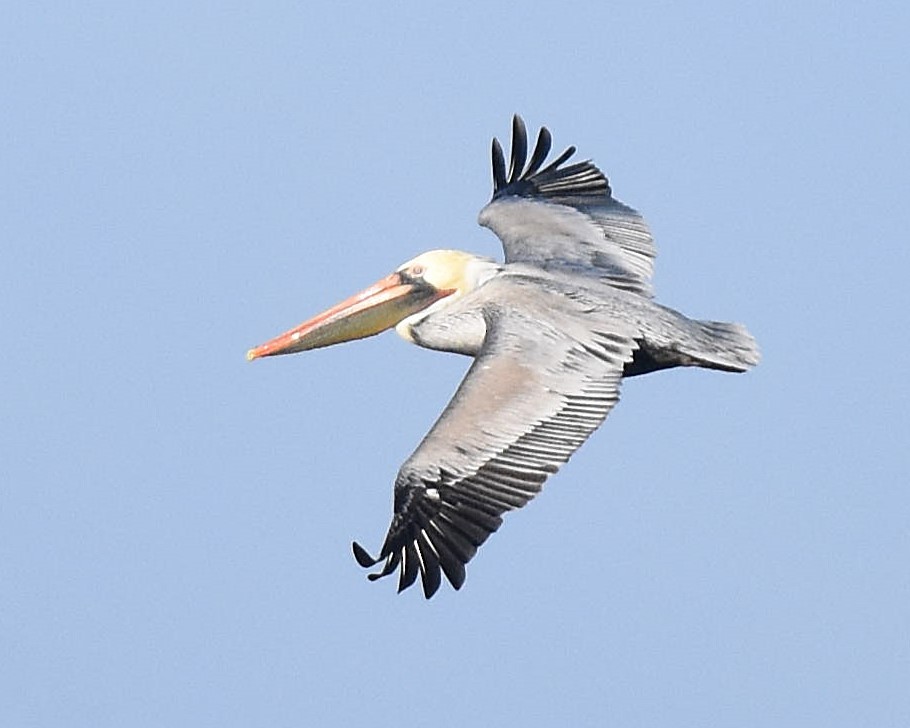 Brown Pelican - ML644347199