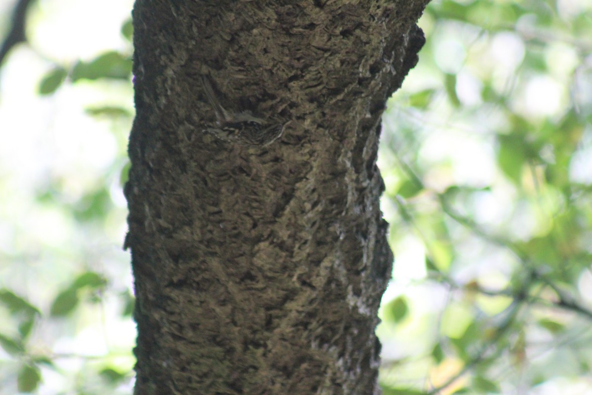 Brown Creeper - ML644347203