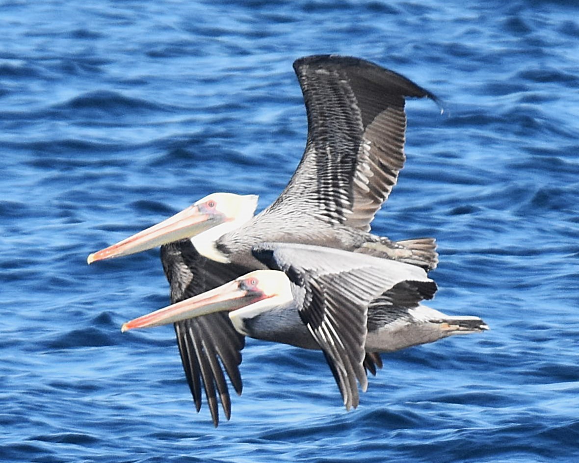 Brown Pelican - ML644347204