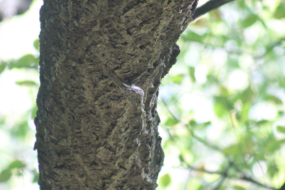 Brown Creeper - ML644347206