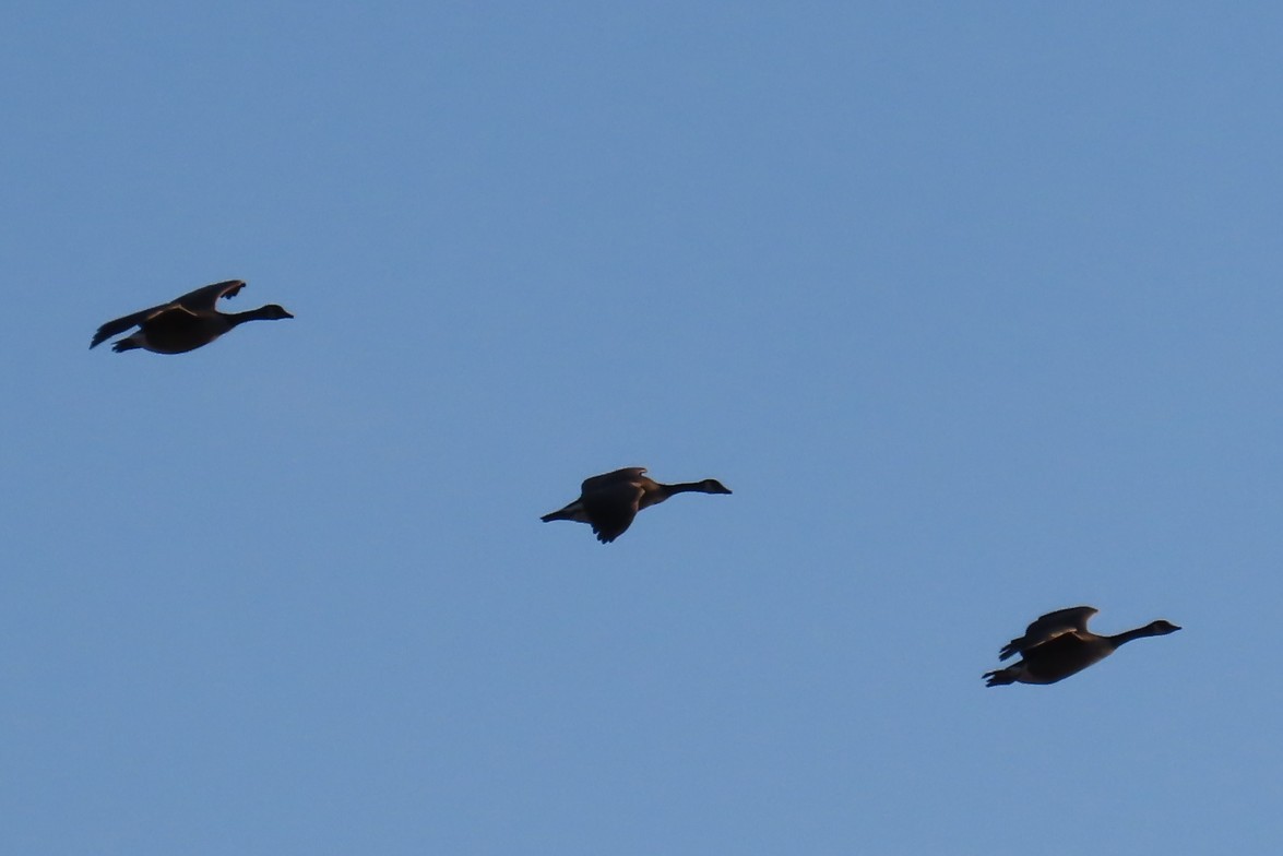 Canada Goose - ML644347207