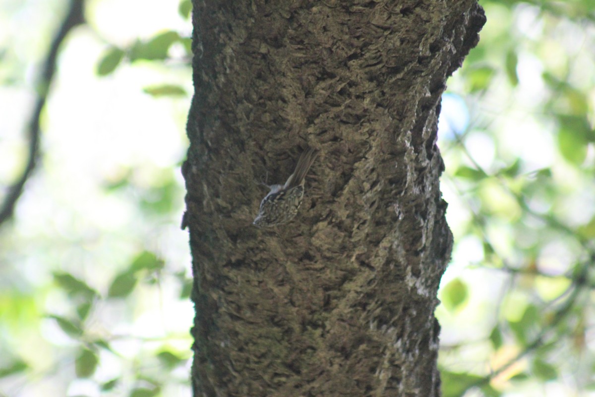 Brown Creeper - ML644347208