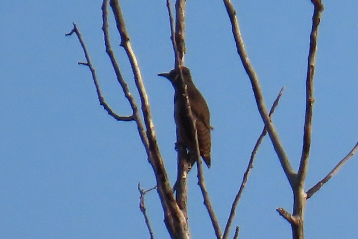 Northern Flicker - ML644347209