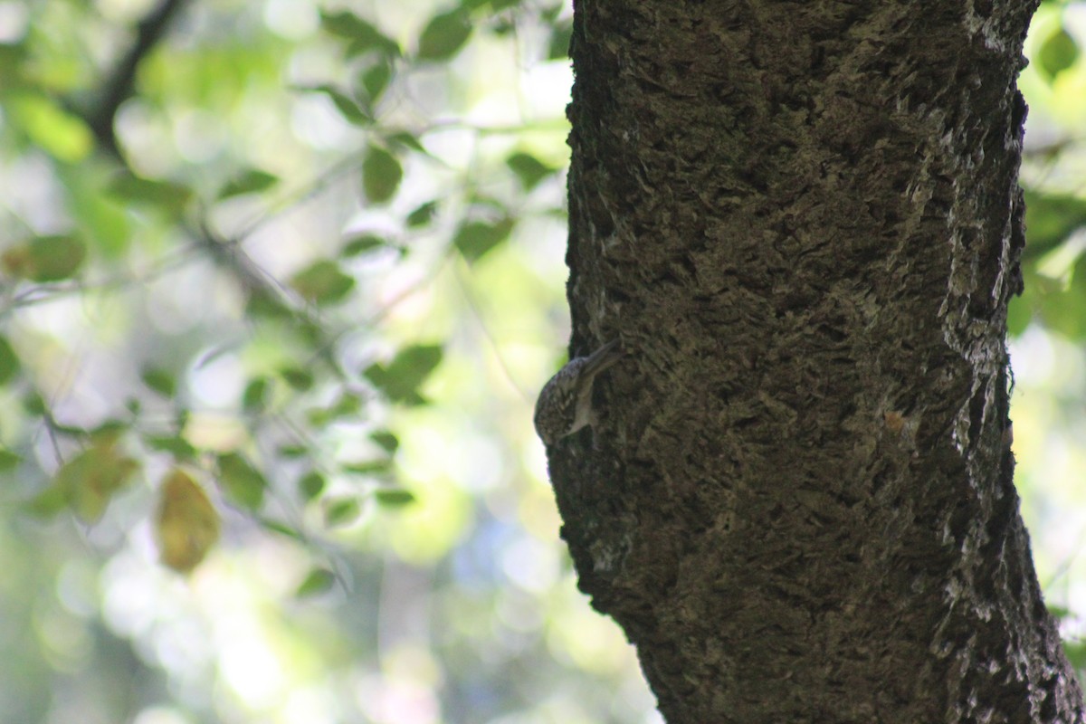 Brown Creeper - ML644347210