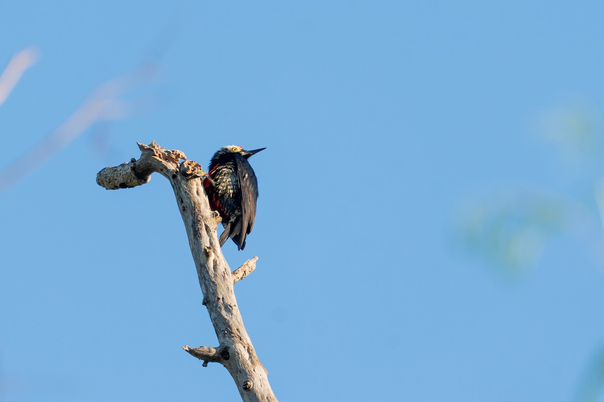 Pic à chevron d'or - ML644347220