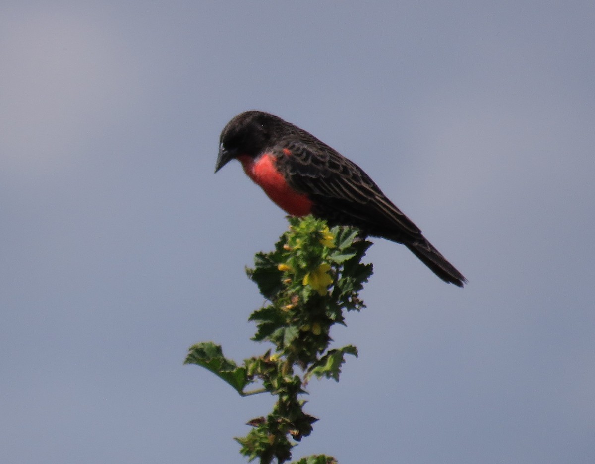 Red-breasted Meadowlark - ML644347224