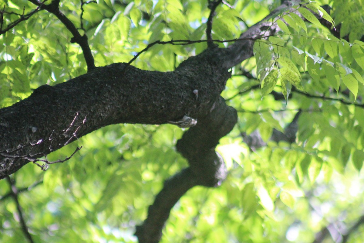 Brown Creeper - ML644347225
