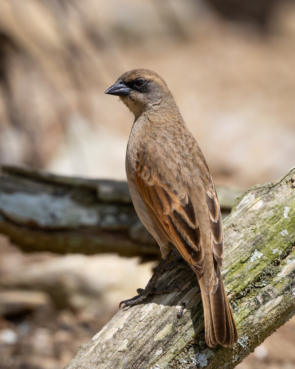 blektrupial - ML644347226