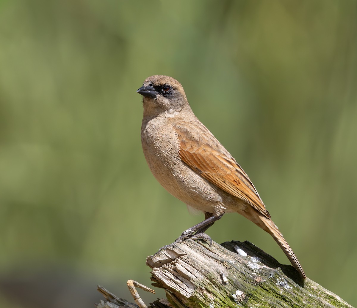 blektrupial - ML644347227